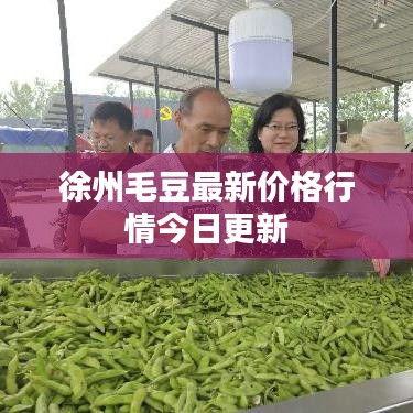 徐州毛豆最新价格行情今日更新