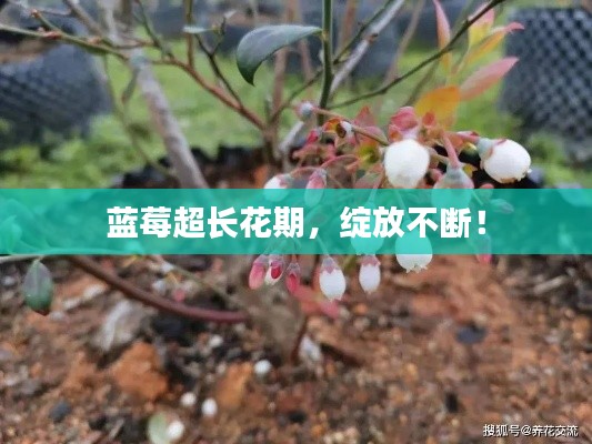 蓝莓超长花期，绽放不断！