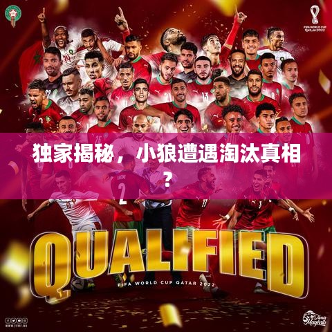 独家揭秘，小狼遭遇淘汰真相？