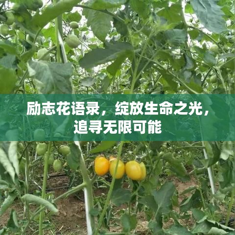 励志花语录，绽放生命之光，追寻无限可能