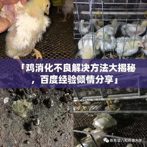 「鸡消化不良解决方法大揭秘，百度经验倾情分享」