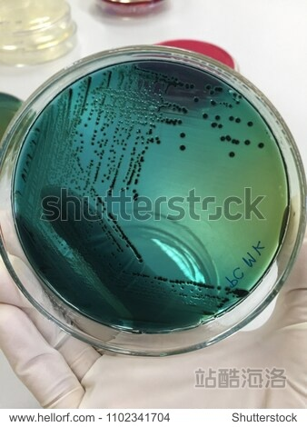 琼脂单机版下载及mac os官方下载,最新解答解析说明 薄荷版_v10.806